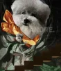 Aura Dogster