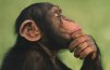 MonkeyM