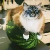 Gymbal