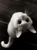 lemokitten