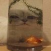 Infuariates