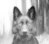 TheStray