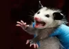 rat23