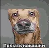 Grizt_kakashki