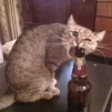 Schrödinger_1488