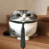 Kotenochek