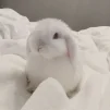 VaflyaBobr