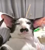 Anyser