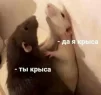 Dearpaediriz