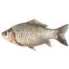 EbaHyTui_Kapacik