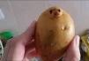 Potatick