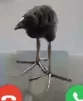 Miarda